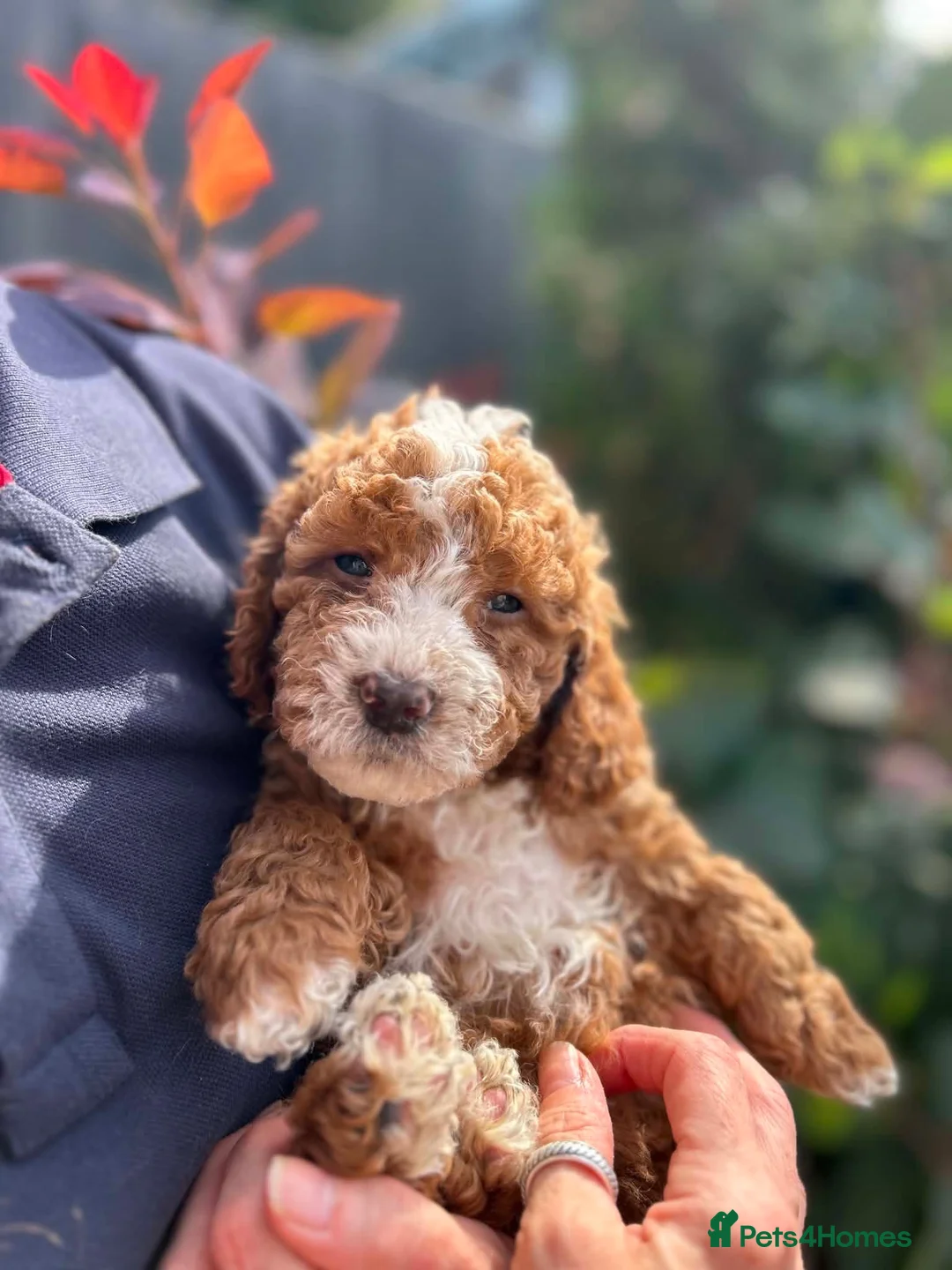 Toy Poodle dogs for stud: Stunning playful Parti Toy Poodle at Stud - Advert 2