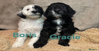 Cockapoo dogs Adorable cockapoo puppies LAST 2 remaining -  - Advert 4