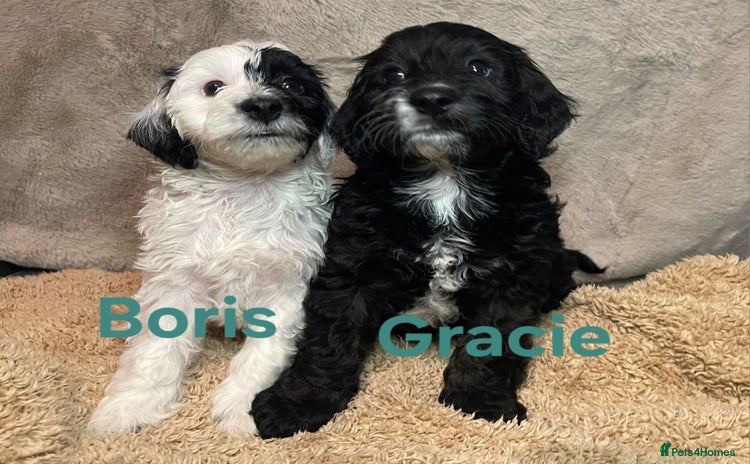 Cockapoo dogs Adorable cockapoo puppies LAST 2 remaining -  - Advert 4