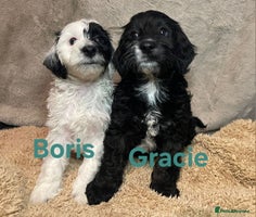 Cockapoo dogs Adorable cockapoo puppies LAST 2 remaining - - Advert 4