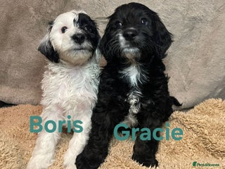 Cockapoo dogs Adorable cockapoo puppies LAST 2 remaining - - Advert 3