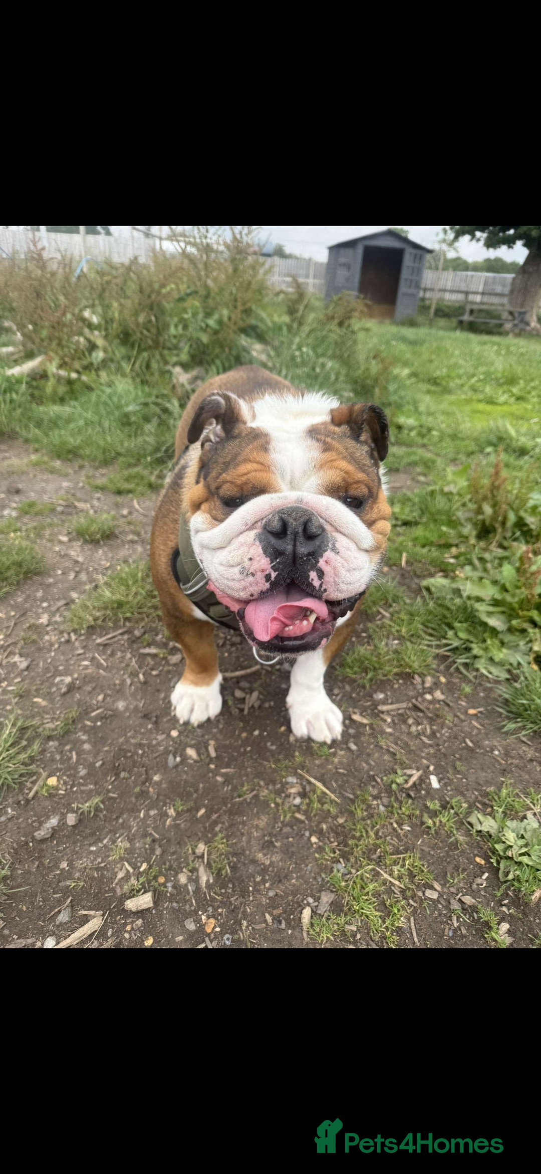 English Bulldog dogs for sale: Male English Bulldog - Advert 2