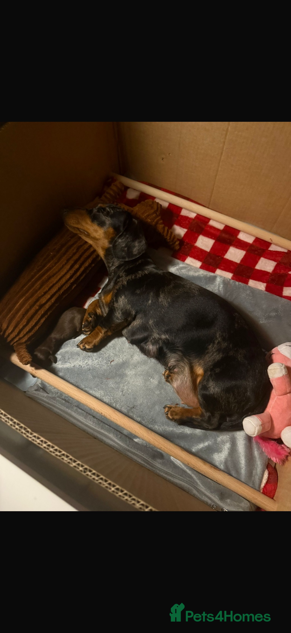 Miniature Dachshund dogs Miniature Dacshund Pupp  - Advert 4