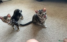 Bengal cats for sale: 🐾 TICA REGISTERED, READY TO LEAVE  😍😍 - Image 35