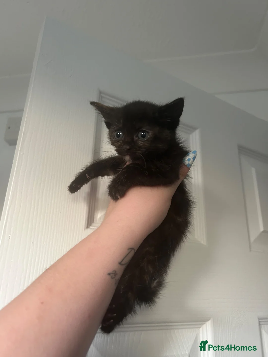 Mixed Breed cats for sale: Mixed breed kittens  - Advert 9