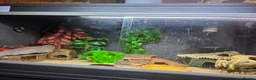 Leopard Gecko reptiles for sale: Leopard geckos and set ups available  - Advert 2