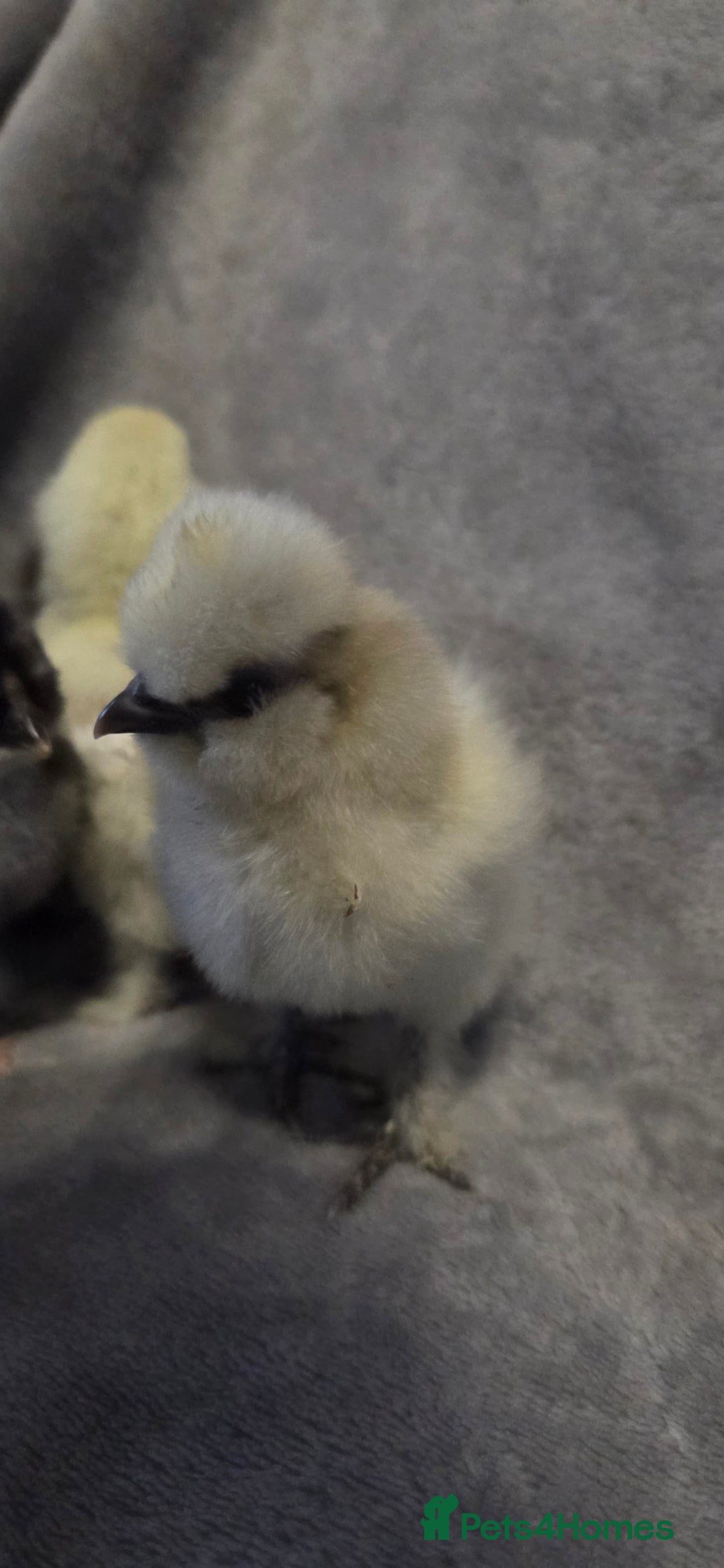 Chickens poultry for sale:  NEW 2026 USA  silkie/ silkies chick's  - Advert 5