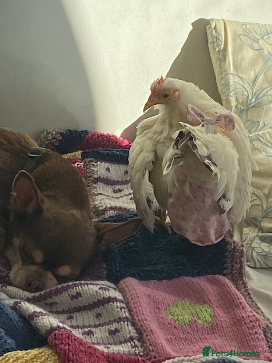 Chihuahua dogs for sale: Male Chihuahua  - Advert 3