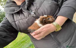 Guinea Pig rodents for sale: Baby Guinea Pigs ready now - Image 18