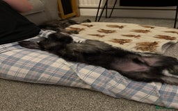 Miniature Schnauzer dogs for sale: Ready for our forever home’s miniature schnauzers  - Image 35