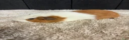 Guinea Pig rodents for sale: Female guinea pigs - Advert 7