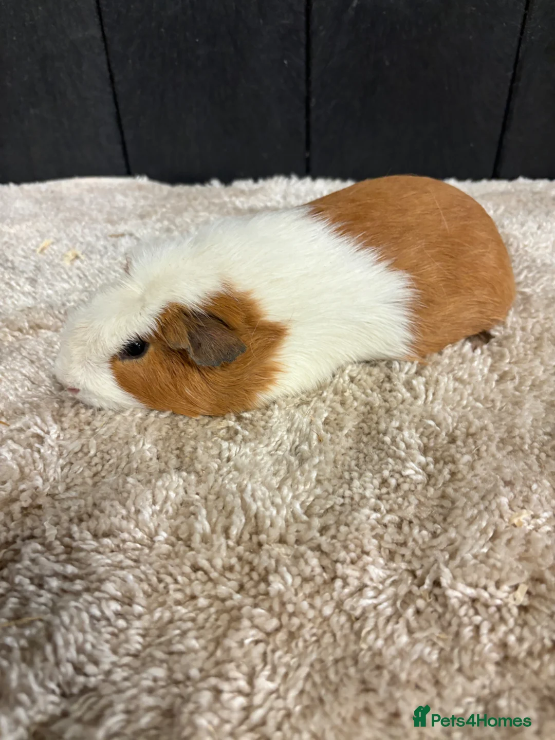Guinea Pig rodents for sale: Female guinea pigs - Advert 7