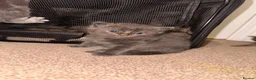 Mixed Breed cats for sale: Beautiful grey tabby kittens  - Advert 7