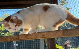 British Shorthair cats for sale: 8 month old Gccf reg red harli boy  - Image 2