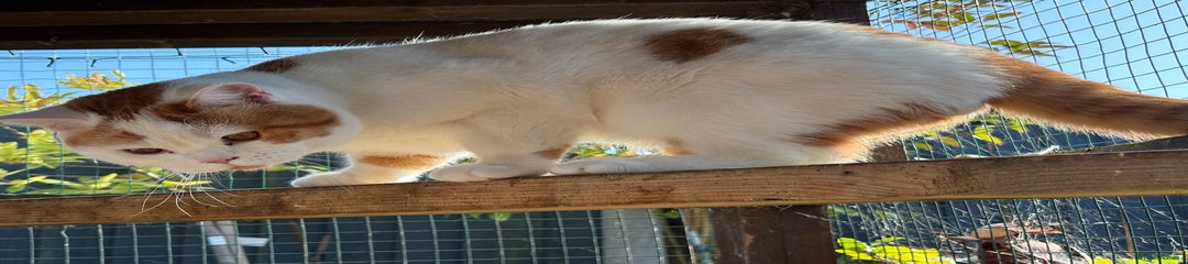 Eros 