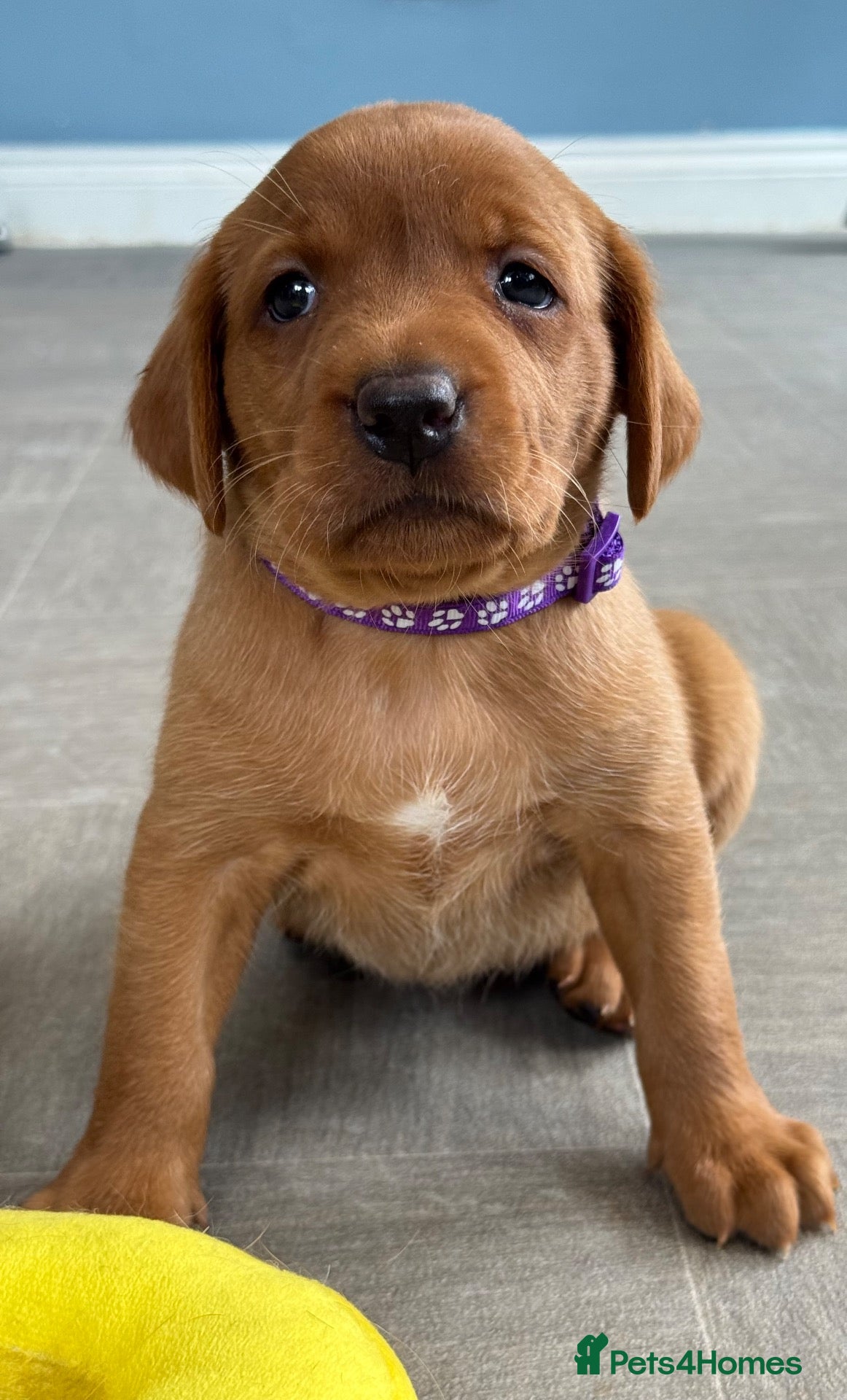 Labrador Retriever dogs True Fox Red Labrador Litter Boys & Girls  - Advert 1