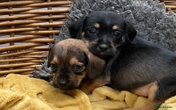 Mixed Breed dogs for sale: Border Terrier cross puppies  - Image 7