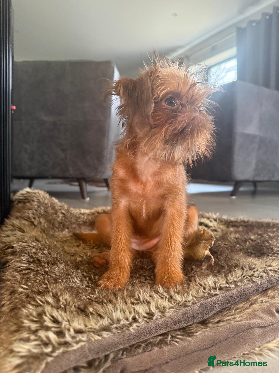 Griffon Bruxellois dogs for sale: Cute Female Griffon  - Advert 4