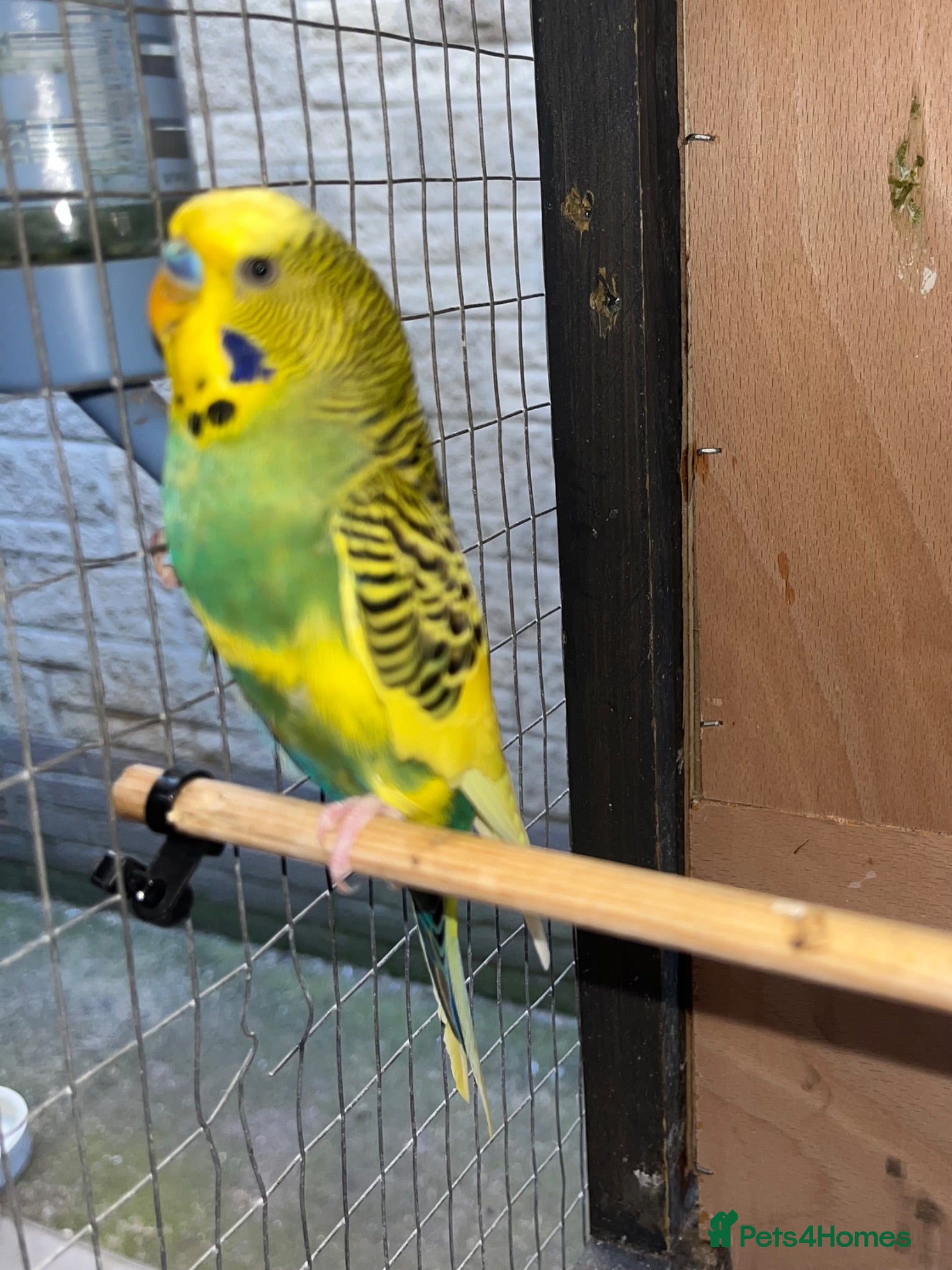 Budgerigars birds Budgies for sale  - Advert 1
