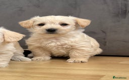 West Highland Terrier dogs for sale: Beautiful westiepoo puppies  - Advert 9