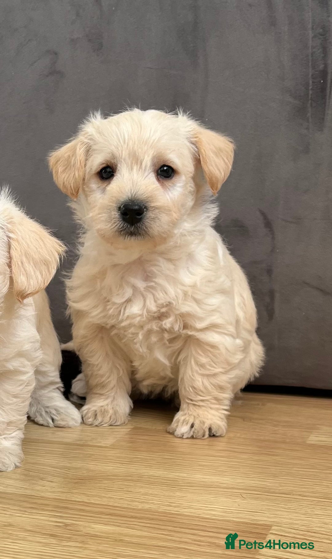 West Highland Terrier dogs for sale: Beautiful westiepoo puppies  - Advert 9