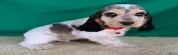 Cocker Spaniel dogs for sale: Very Special Show Cocker Spaniel Puppies - Advert 7