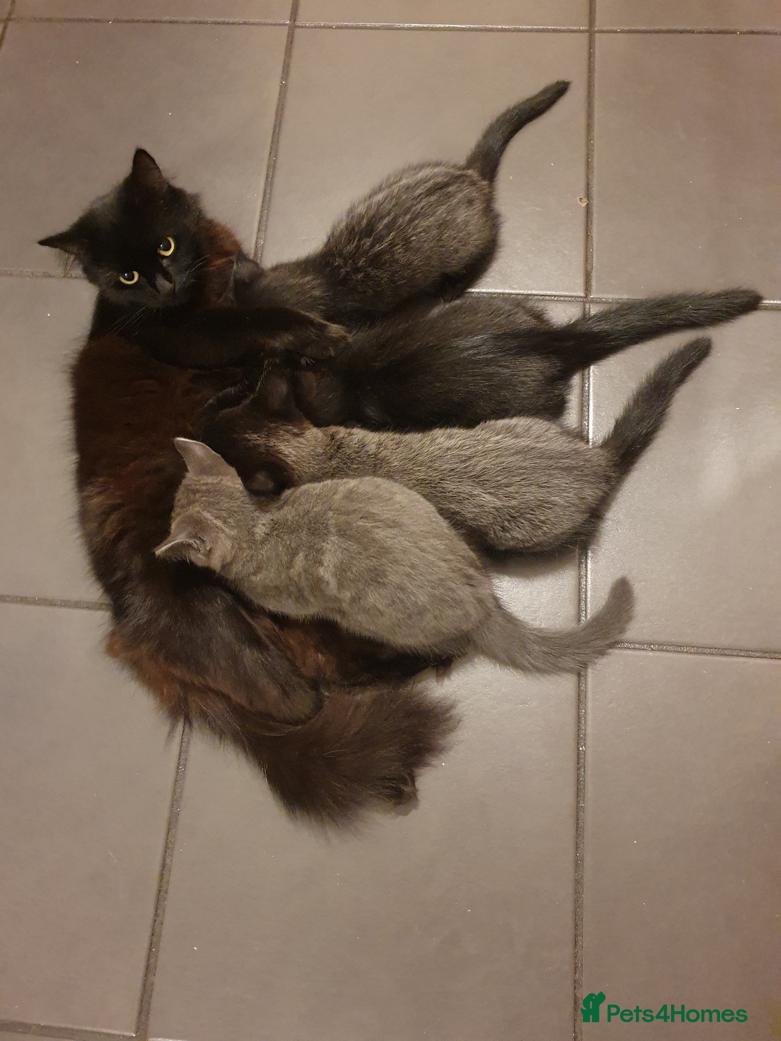 Mixed Breed cats Ms Svetlana - Advert 2