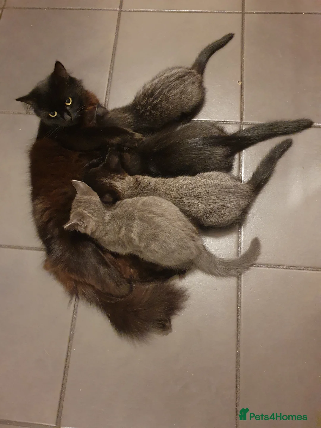 Mixed Breed cats for sale: Ms Svetlana - Advert 2