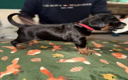 Dobermann dogs for sale: Stunning Top/Best Bloodline Dobermanns For Sale* - Advert 35