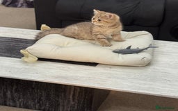 British Shorthair cats for sale: British shorthair  - Image 11