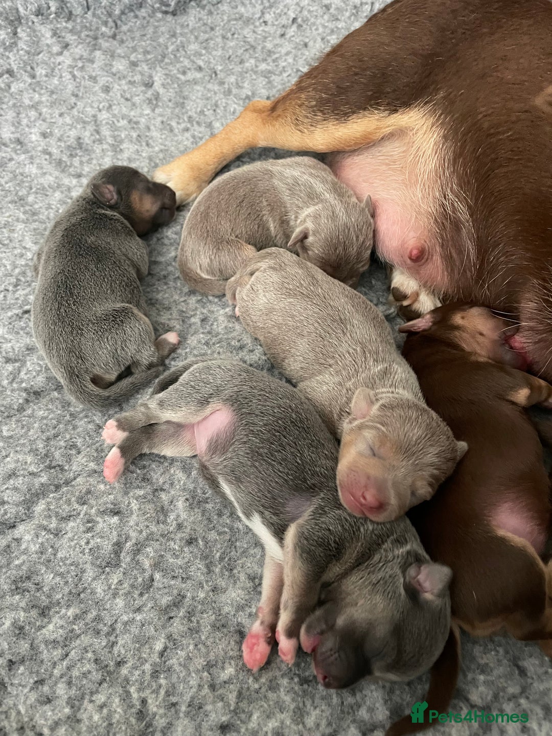 Jack Russell dogs for sale: 🐾 Miniature Jack Russell Puppies 🐾 - Image 4