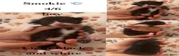 Mixed Breed cats for sale: Cute kitten litter of mix breed.  - Advert 6