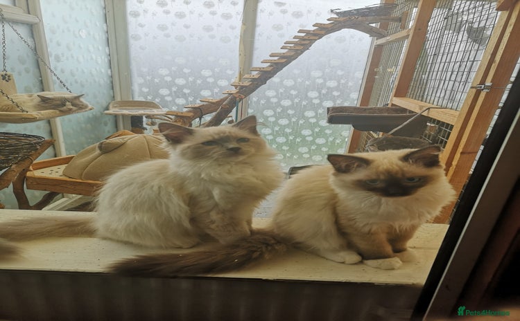 Ragdoll cats - Advert 8
