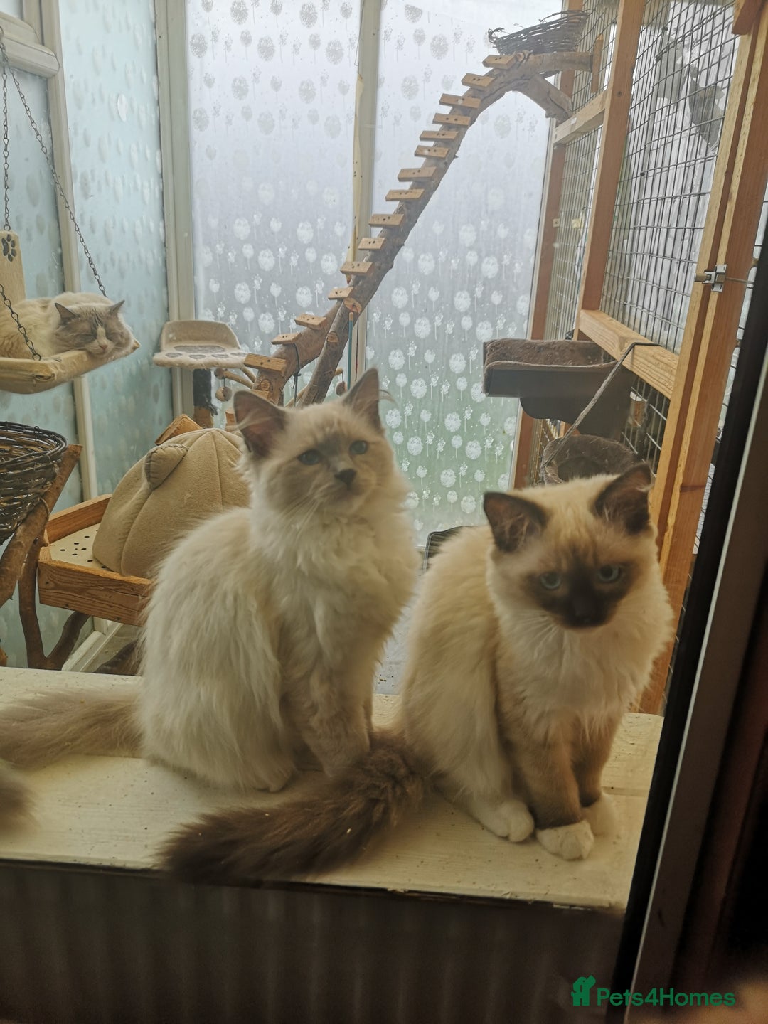 Ragdoll cats for sale: GCCF 2 Ragdoll Kittens - Image 1