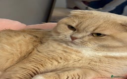 Scottish Fold cats for sale: Rare cream colour - Image 7