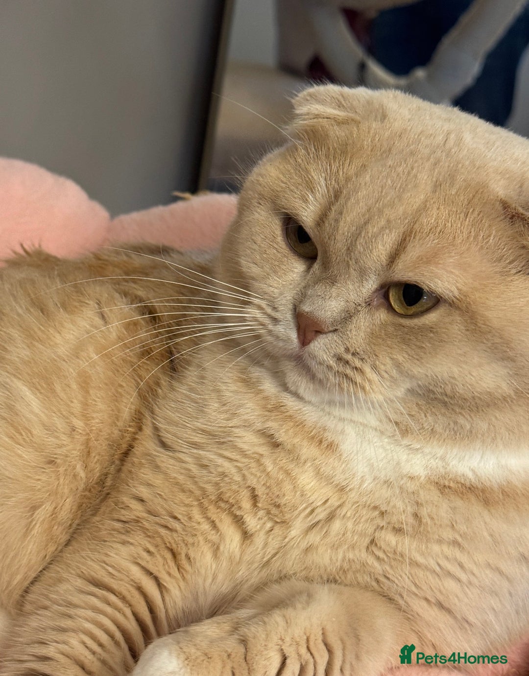 Scottish Fold cats for sale: Rare cream colour - Image 7