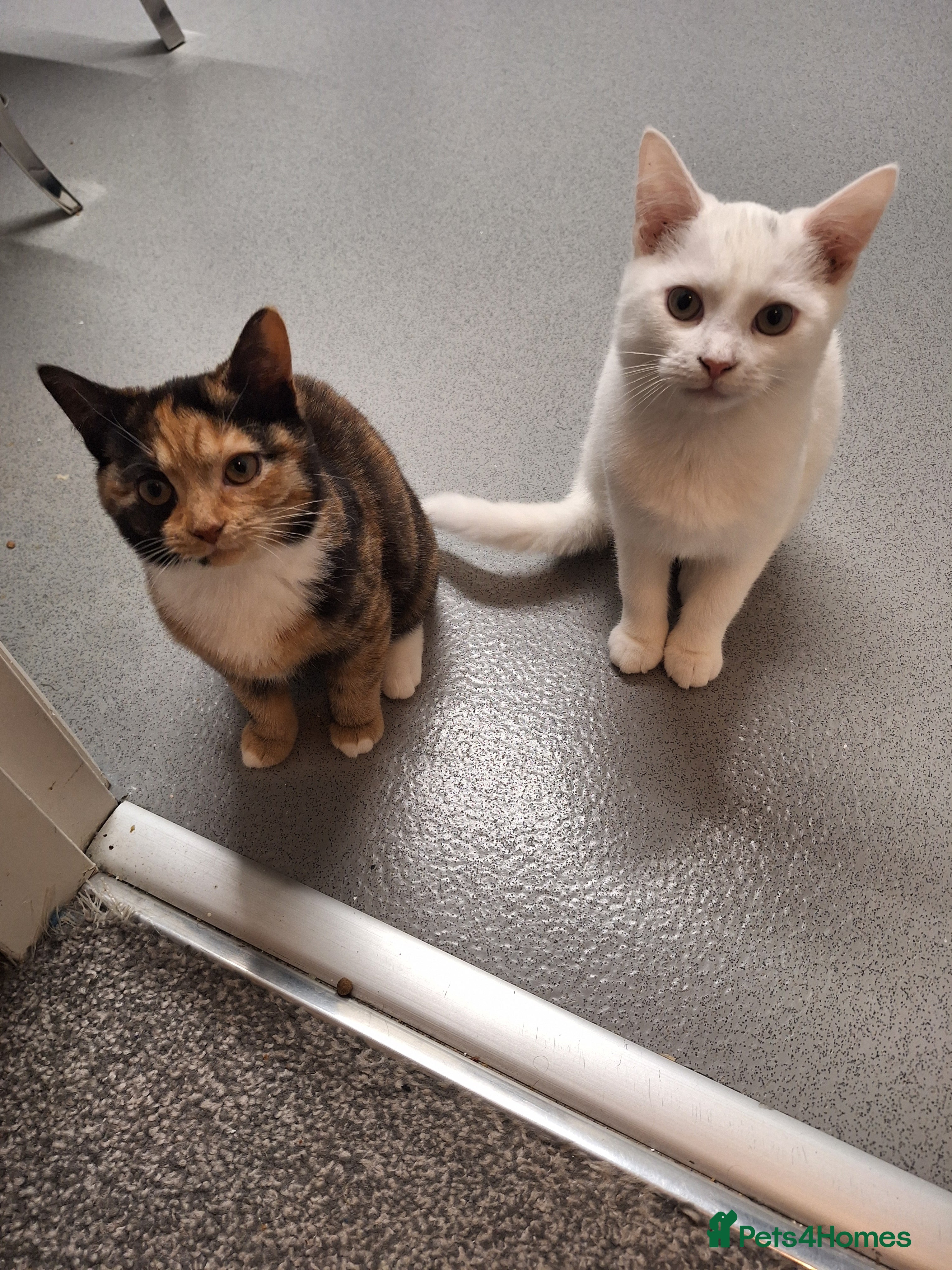 Mixed Breed cats 2 kittens - Advert 1