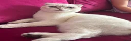 Scottish Fold cats for sale: BEAUTIFUL WHITE SCOTTISH FOLDS in Grays - Advert 9