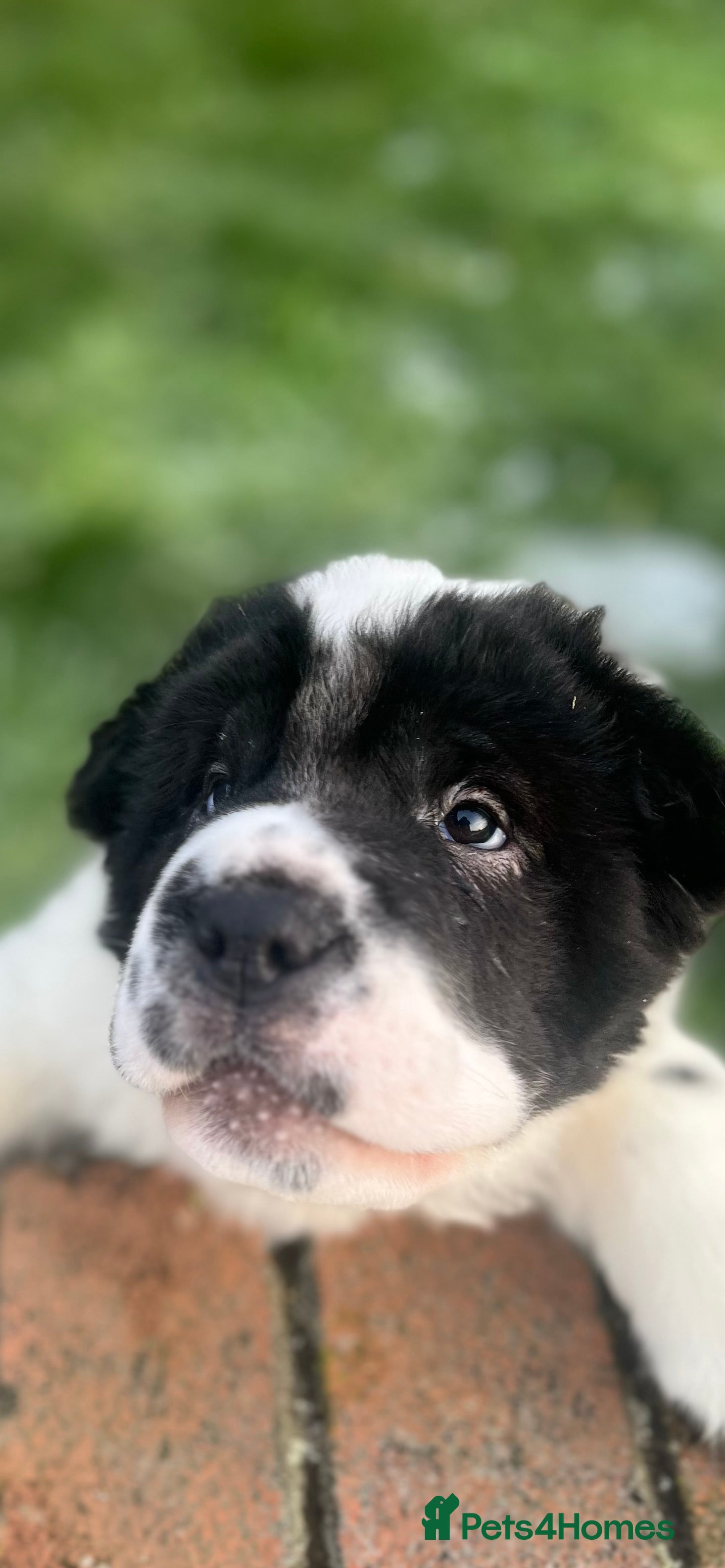 Shar Pei dogs **Ready stunning kc reg bears !!! - Advert 3