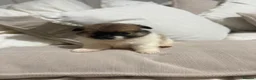Pomeranian dogs for sale: POMERANIAN PUPPIES – BOYS & GIRLS in Stanford-le-Hope - Advert 15