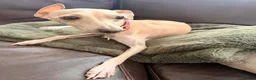 Italian Greyhound dogs for sale: 5 Beautiful Italian Greyhound Puppies - Advert 13