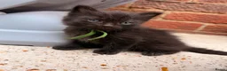 Ragcoon cats for sale: Beautiful Ragcoon kittens 🐾  - Advert 5