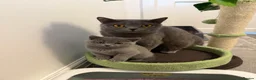 British Shorthair cats for sale: Only 1 Adorable British Shorthair boy left - Advert 8