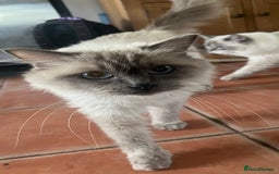 Ragdoll cats for sale: Female Ragdoll for Sale - Image 2