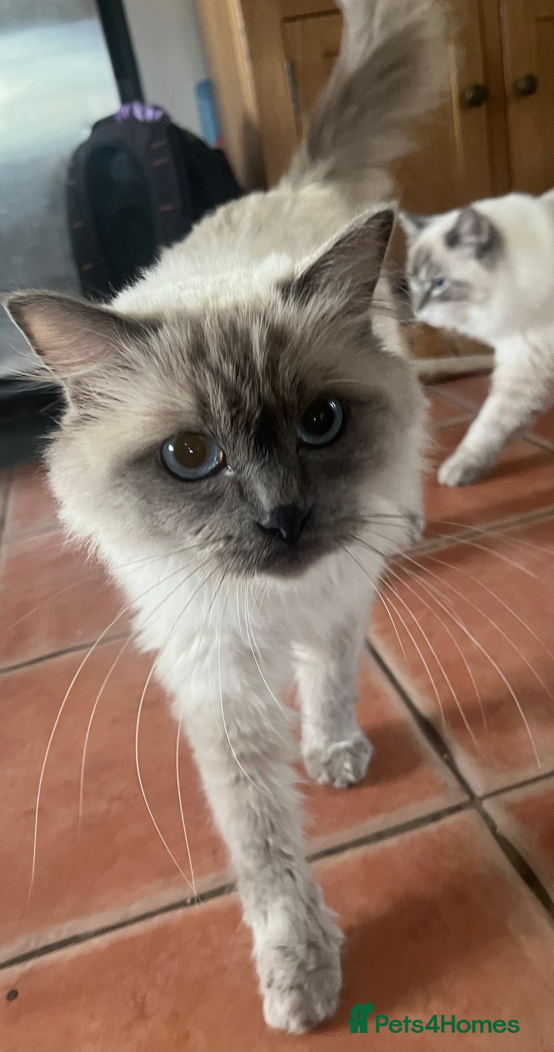Ragdoll cats for sale: Female Ragdoll for Sale - Image 2
