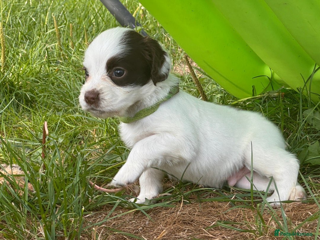 Cocker Spaniel dogs for sale: Gamekeeper bred cockers  - Image 9