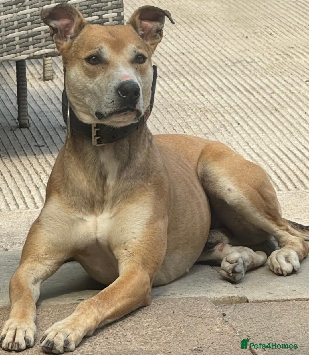 Lurcher dogs for sale: Bull cross puppies  - Image 12