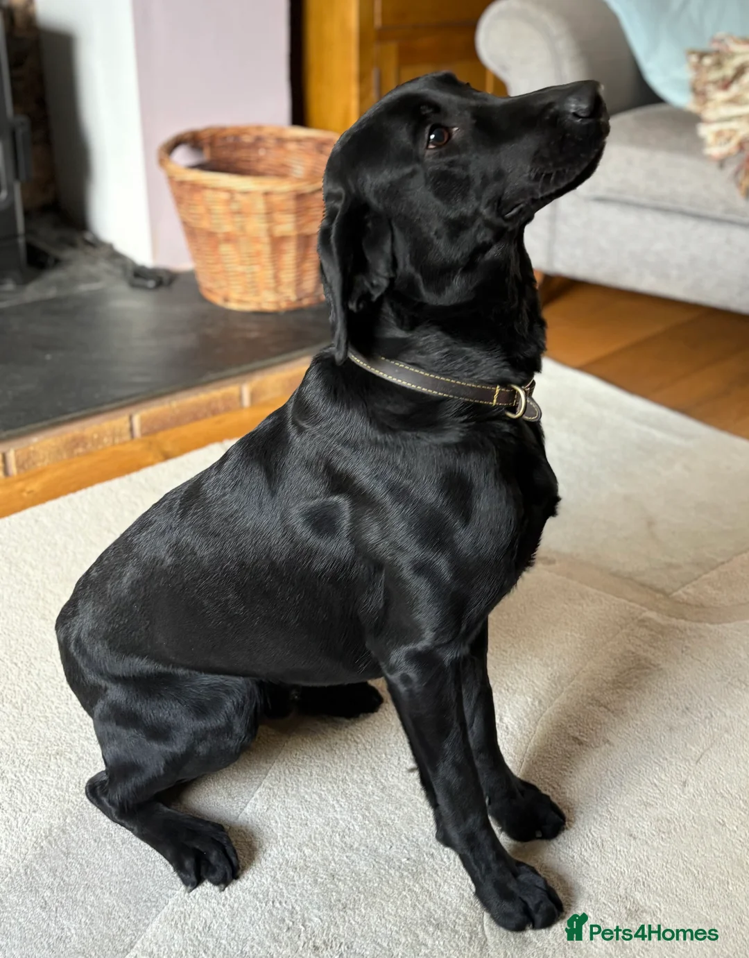 Labrador Retriever dogs for sale: Ready now! Beautiful Labrador pups (KC Reg) - Advert 18