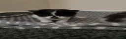 Mixed Breed cats for sale: Gorgeous long haired kittens  in Newton Abbot - Advert 11