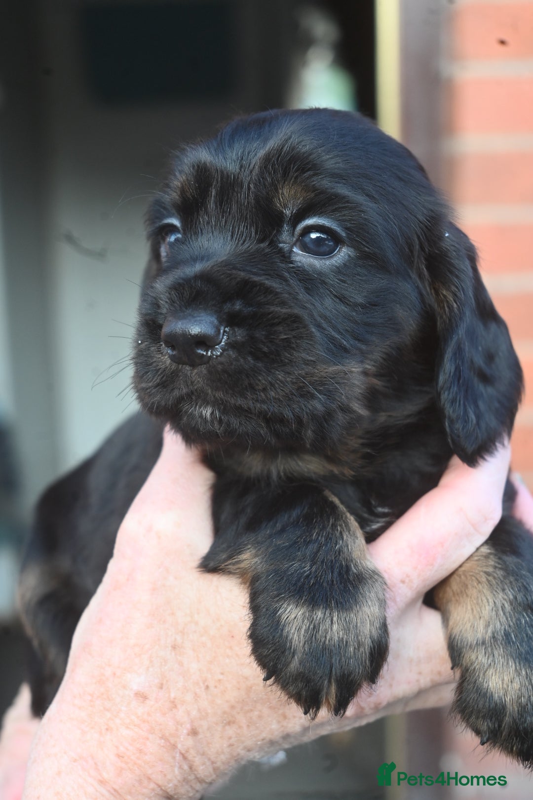 Cocker Spaniel dogs for sale: Cocker Spaniel puppies - Image 6